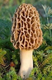 Morel Mushroom Seeds for Planting, Light Brown, 100 pcs